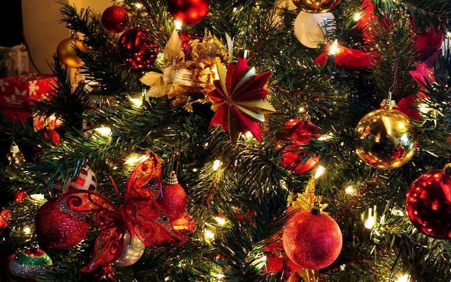 A caridade suscitada pelas Árvores