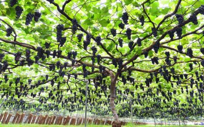 Boletim Paroquial Nº26