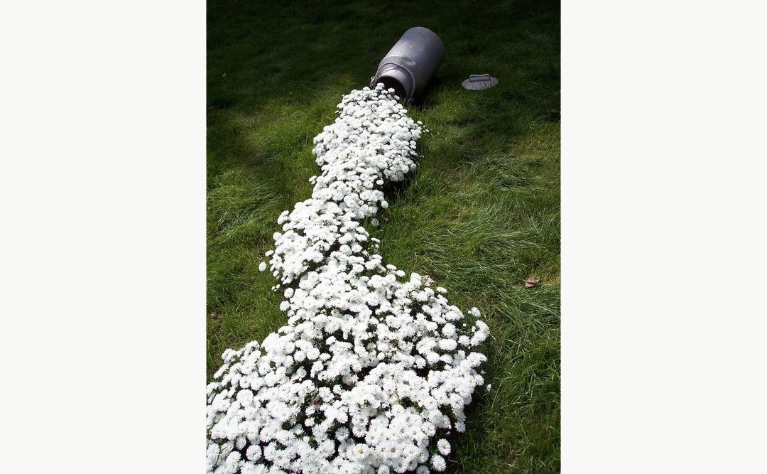 As sementes que farão germinar a Paz