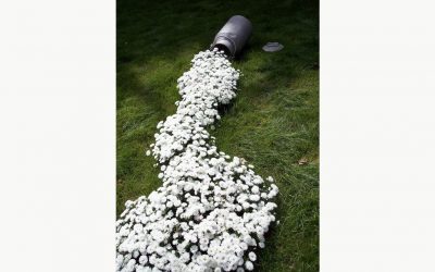 As sementes que farão germinar a Paz