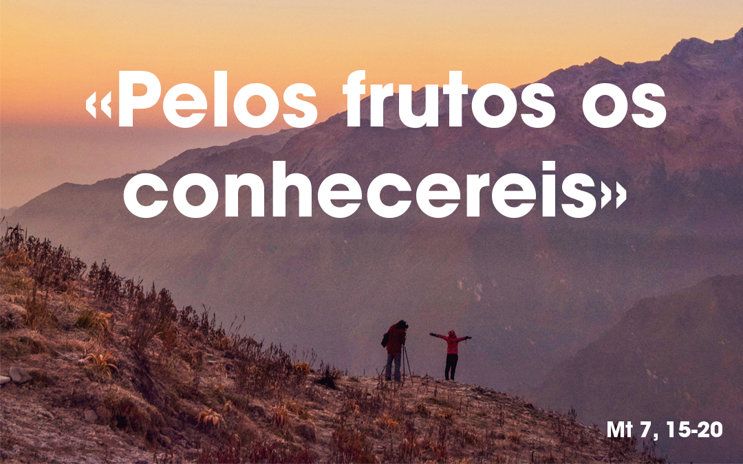 «Pelos frutos os conhecereis» (Mt 7, 15-20)