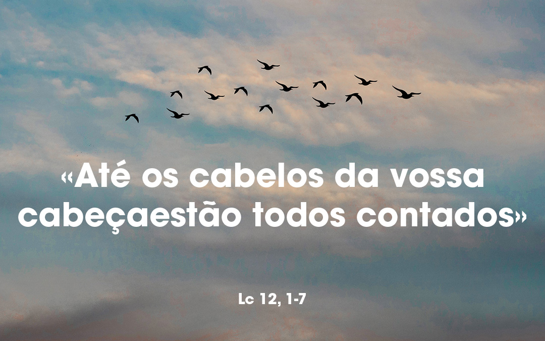 «Até os cabelos da vossa cabeça estão todos contados» Lc 12, 1-7