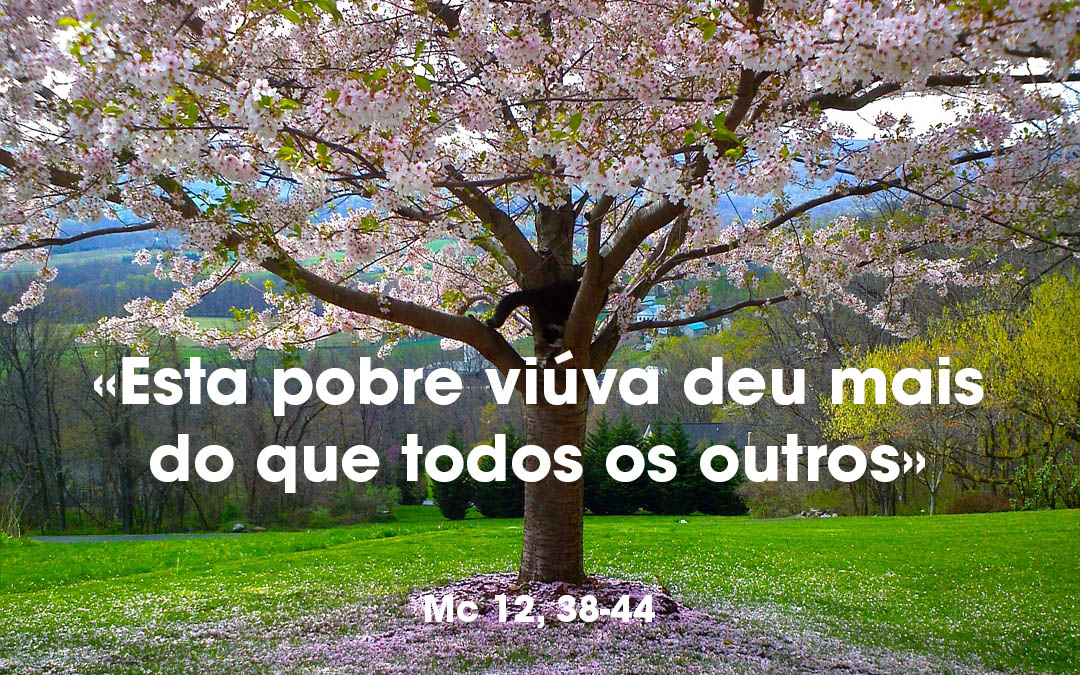 «Esta pobre viúva deu mais do que todos os outros» Mc 12, 38-44