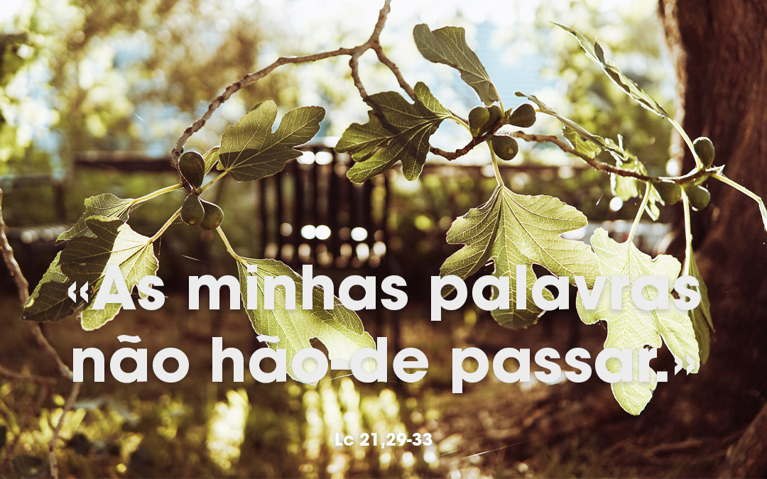 «As minhas palavras não hão-de passar.» Lc 21,29-33